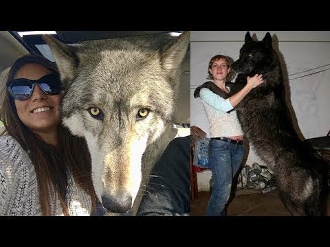 Video: Wolfdogs: viviendo con lobos cachorros híbridos