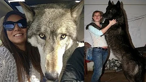 ¿Qué hace que un perro sea un híbrido de lobo?