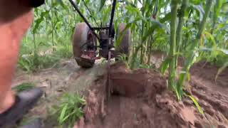 Plowing corn with the David Bradley 