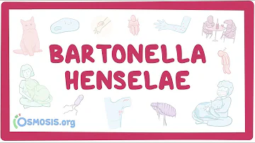 O que é infecção por Bartonella?