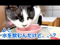【ねこ動画】ウチのねこはよく水を飲むんだけど、飲んでるというよりも……。
