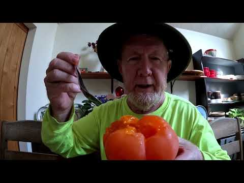 ALL ABOUT PERSIMMONS - How to Judge Ripeness and Pick - With Taste Test