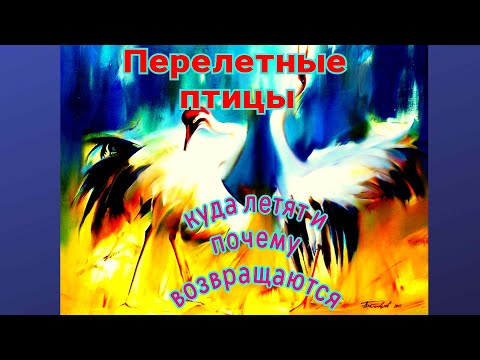 Перелетные птицы Видео урок  Кто и куда улетает Почему возвращаются? Migratory birds. Video tutorial