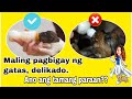 HOW TO NURSE NEWBORN PUPPIES AND KITTENS || MILK REPLACEMENT || VETERINARY VLOG