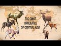 The giant ungulates of central asia