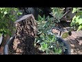 過去動画に出てきたオリーブ(挿し木&盆栽）の、その後。 - YouTube