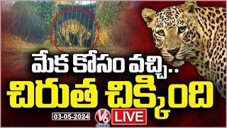 Live : Forest Officers Finally Caught Cheetah By Using Bate As Goat At Shamshabad Airport | V6 News