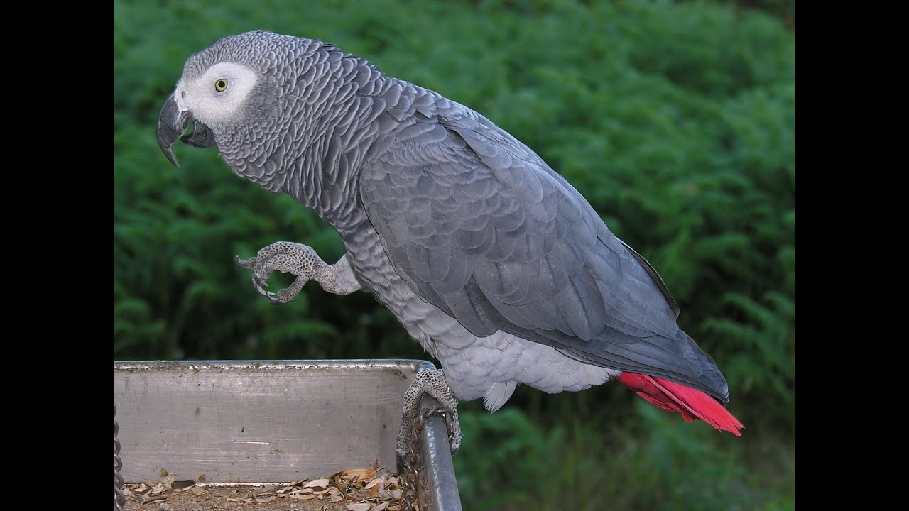 African Grey Parrot Playing With The Toy I Invented YouTube