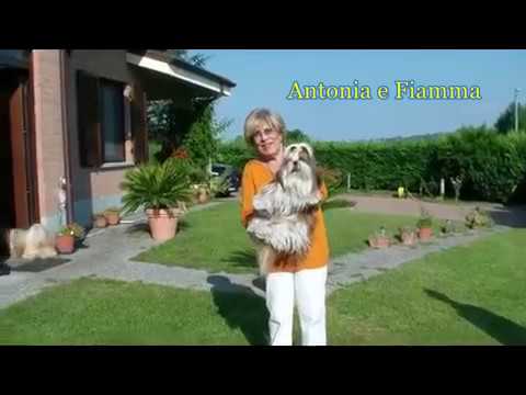 Video: Tempi Di Allevamento Del Cane - Tempo Di Allevamento Per Cani