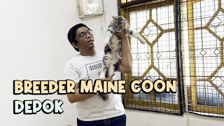 Breeder Kucing Maine Coon di Depok. RMCOON Cattery