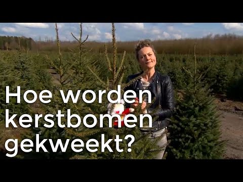 Video: Hoe En Hoeveel Verdient De Kerstboom?