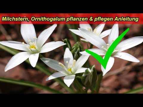 Milchstern, Ornithogalum Dubium Pflege Tipps – Standort, gießen, düngen, überwintern, Schädlinge