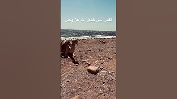 استغفر ربك #حالات_واتس #تلاوة_مؤثرة #تلاوة_خاشعة #الحرم_المكي #تلاوات #حالات_واتساب #تلاوة #ياسر