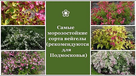 ❀ Самые морозостойкие сорта вейгелы (рекомендуются для Подмосковья)
