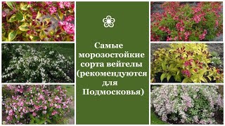 ❀ Самые морозостойкие сорта вейгелы (рекомендуются для Подмосковья)