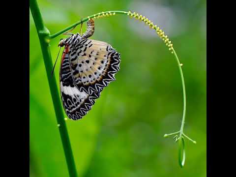 Video: Fluturat Nymphalidae: karakteristikat e përgjithshme, përshkrimi, diapazoni, lloji i ushqimit