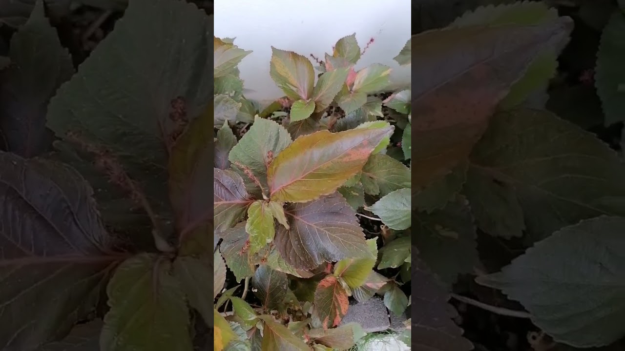 Life with Beautiful with this Feng Shui Plants 