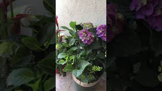 My First Seaside Serenade® Newport Hydrangea | 种下第一棵绣球花 @Memorial Day 2021 |
