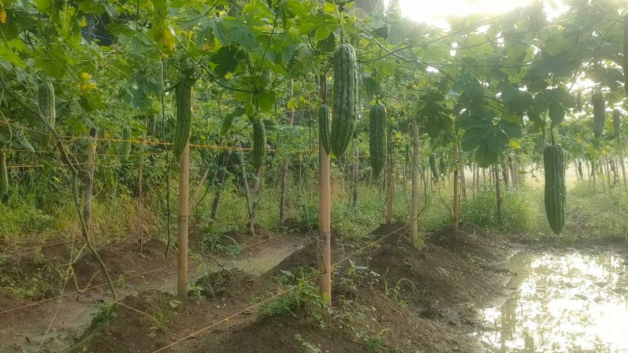 HARGA SAYURAN MAHAL SEMUA...PETANI PARE UNTUNG BANYAK#INFOHARGA SAYURAN