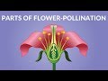 Parts of flower   pollination  for kids