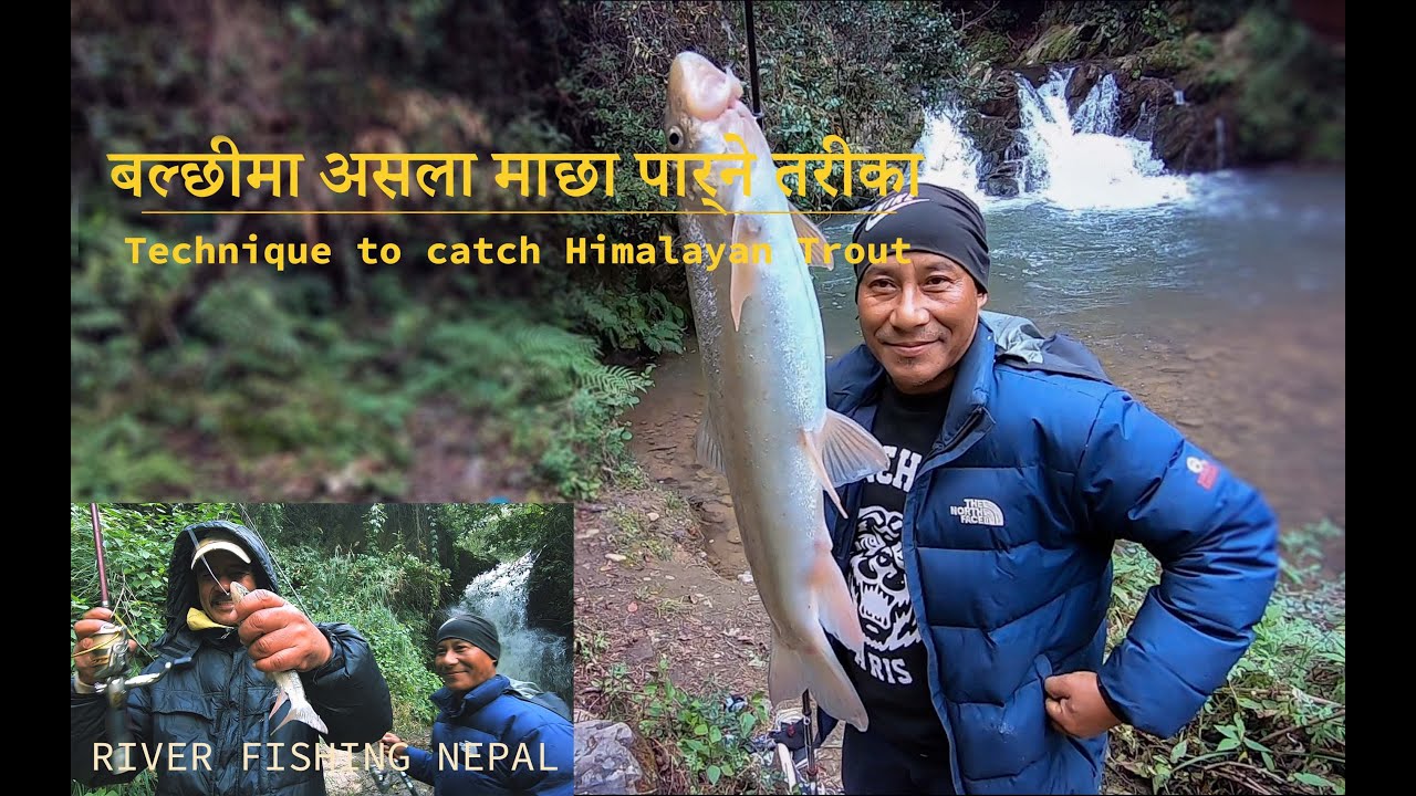 Nepal river fishing/ Current water fishing Nepal/ Himalayan Trout