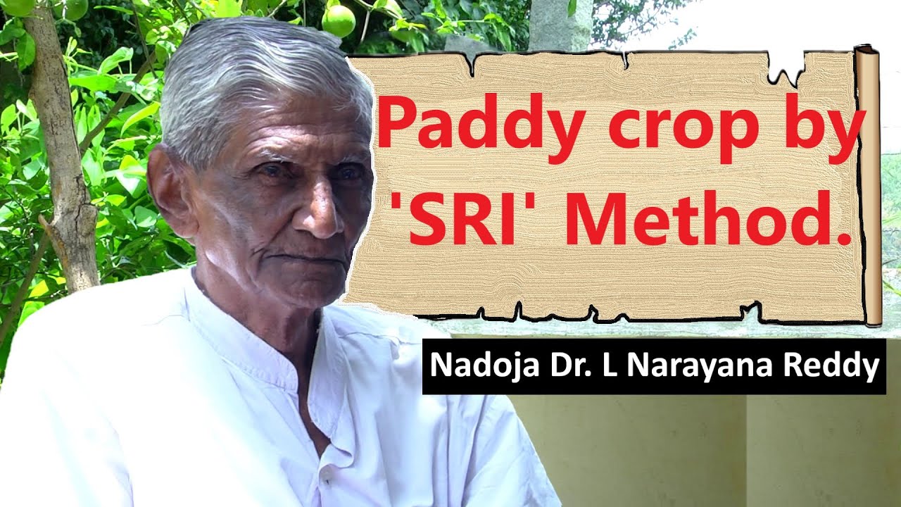 08 Paddy crops by 'SRI' Method | 'ಶ್ರಿ' ಪದ್ಧತಿಯಲ್ಲಿ ಬತ್ತದ ಬೆಳೆ || Dr. L ...