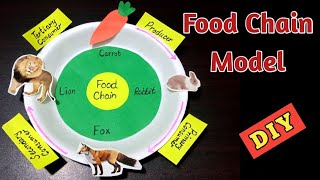 Food Chain Model | Science Projects Ideas #foodchain #scienceproject #sciencemodel #kiranscreativity