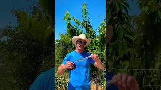 Use this easy solution to prevent bird damage to your fruit trees!