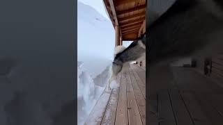 when survival kicks in: husky protects her puppy#doginstinct #huskypuppy #snowmountain