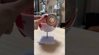 Anatomia Do Olho - Como É Nosso Olho Por Dentro?