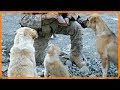 【感動】50人の米兵を救った３匹の野良犬！自爆機が突っ込んでこようとしている事に気付いた犬たちが取った行動とは…【世界が感動！涙と感動エピソード】