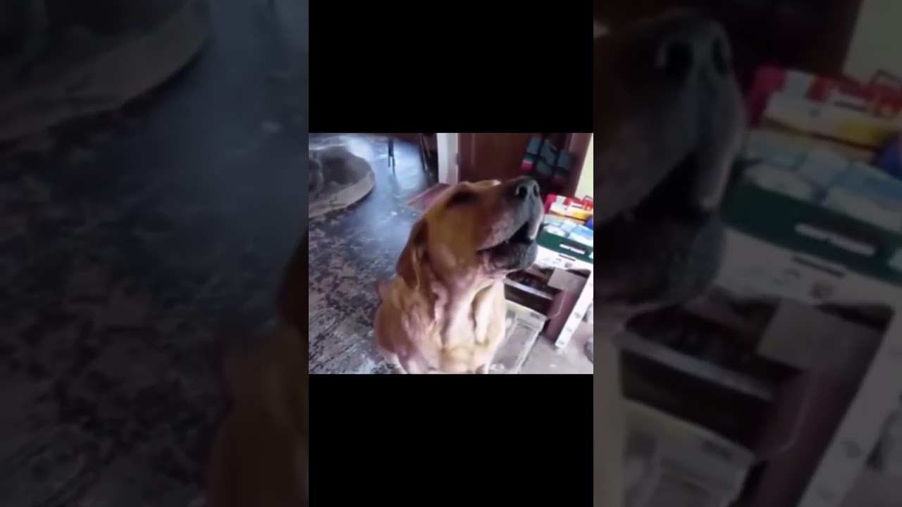 dog singing past lives