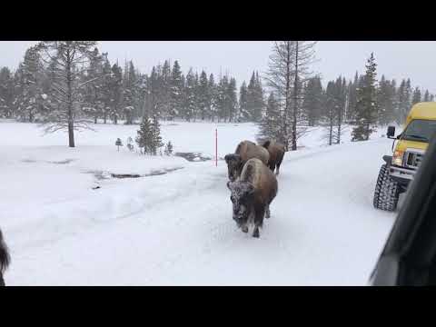 Yellowstone Winter bison stroll