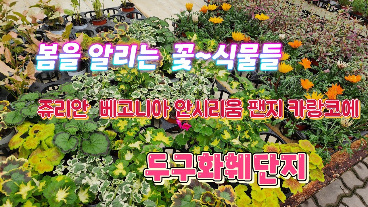 2월의 두구화훼단지 꽃~식물#목마가렛~금정구도매화훼단지#두구화훼단지#봄꽃#삽목식물#장미#팬지#카랑코에#라푼젤다육