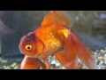 【金魚】茶金