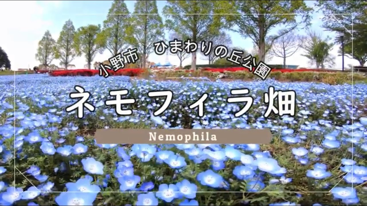 ネモフィラ畑 Youtube