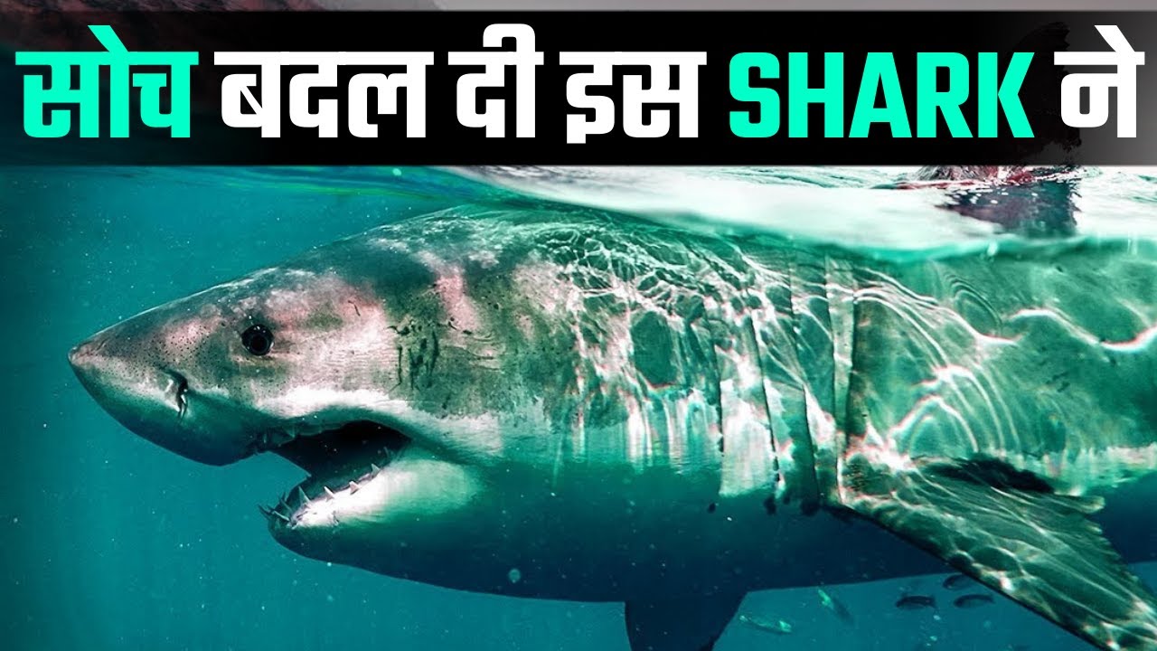 सोच बदल दी इस SHARK FISH ने Inspirational And Motivational Video In Hindi - YouTube