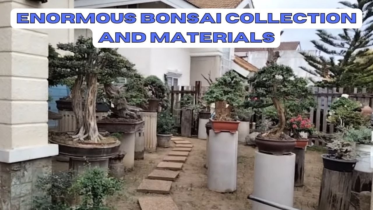Bonsai Garden Visit #21 (Part #3) - At Marifel and Manuel Sabillena's Place [w/ English Subtitles]