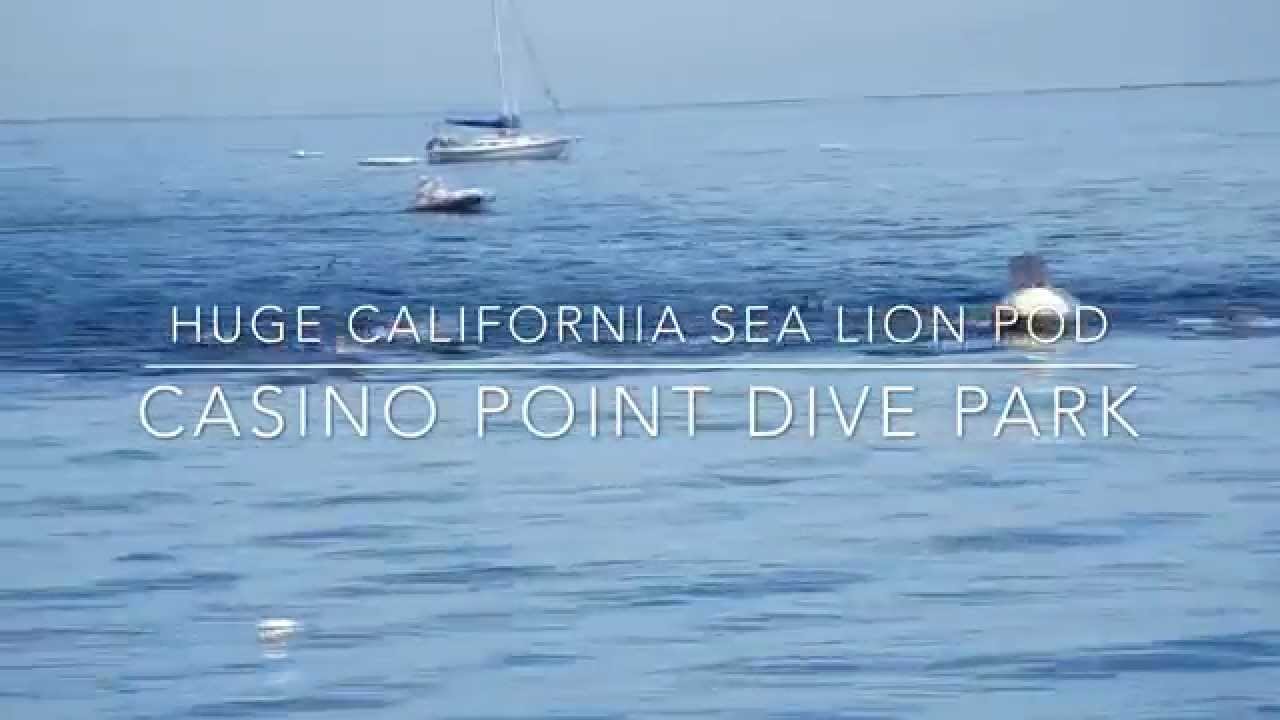 Huge California Sea Lion Pod Casino Point Dive Park Catalina www.scubaonediving.com