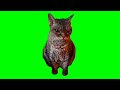 angry/grumpy cat meme (green screen)