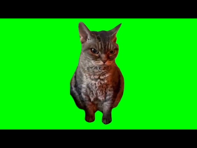 angry/grumpy cat meme (green screen) class=
