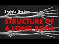 Understanding the Structure of a Long Bone