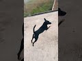 my dog ruining in morning #sigma # viral