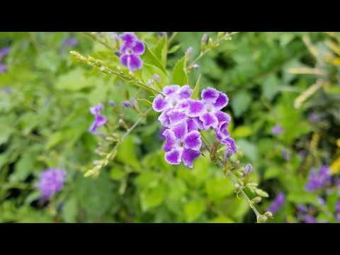 Video: Duranta õistaimede hooldamine – näpunäiteid duranta taimede kasvatamiseks