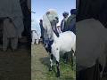    110000    گھبن بکری دودھ والی     