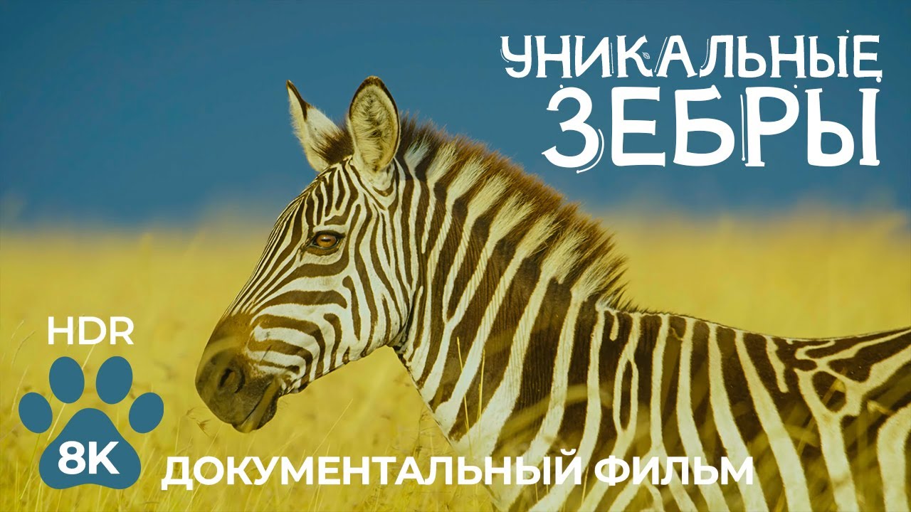 ЗЕБРЫ — Уникальные животные Африки — Документальный фильм о дикой природе в 8K HDR