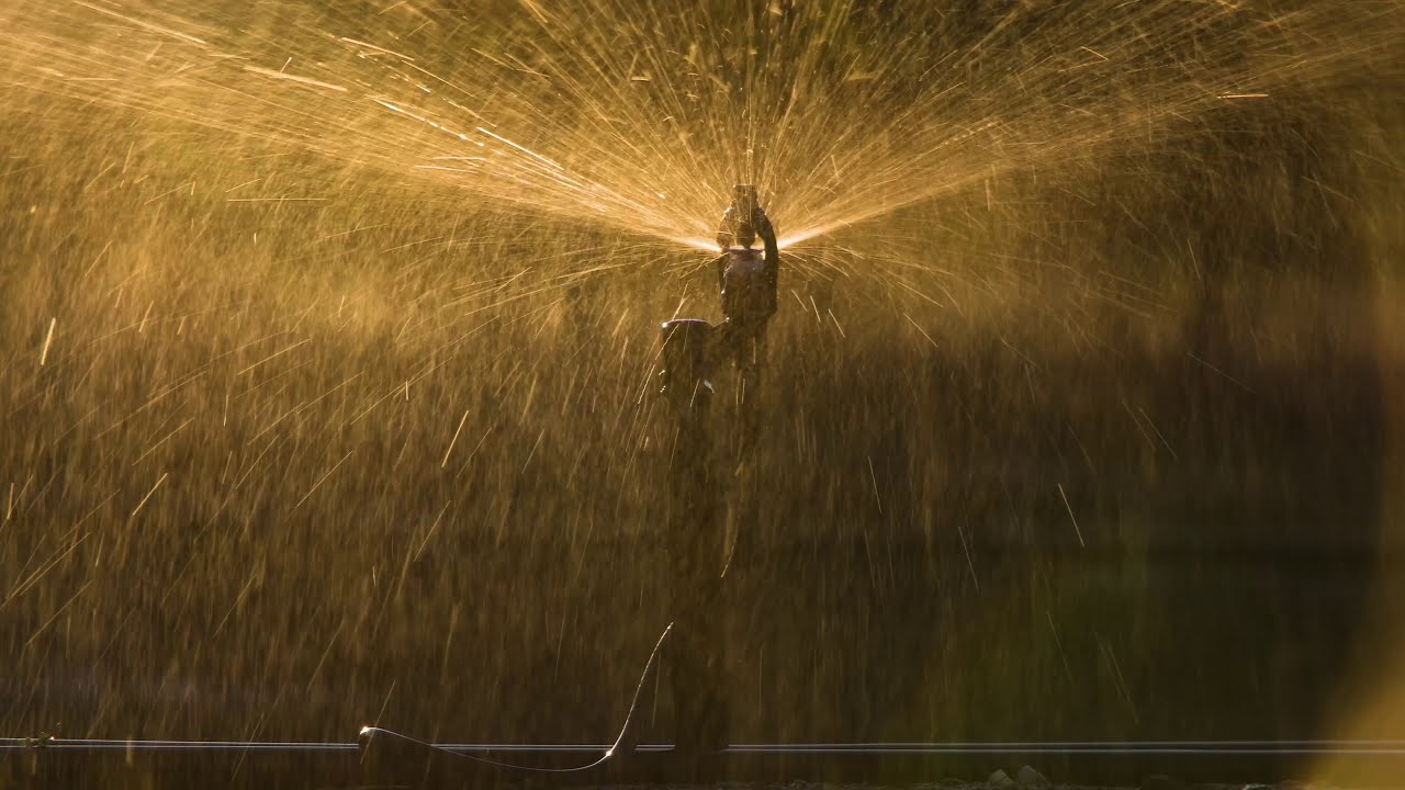 Nelson S7 Orchard Irrigation Micro Sprinkler for Full Coverage YouTube