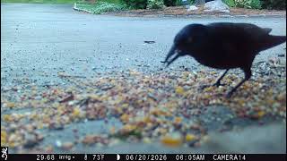 Grackle Feeding