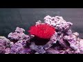 Hawaiian Maroon anemone