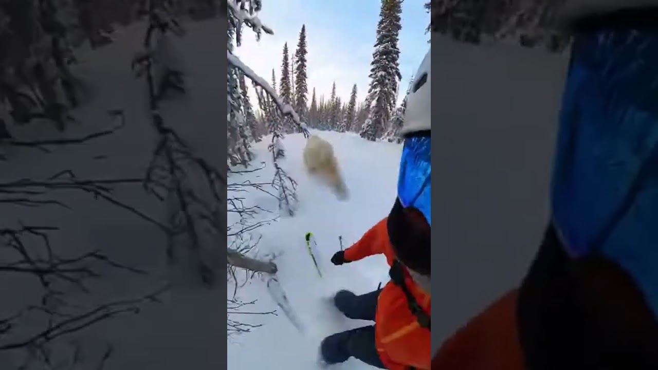 RUN AWAY😱 Watch this hilarious polar bear fail 